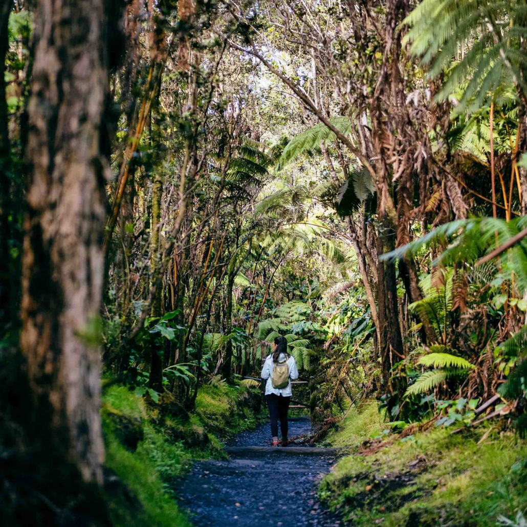 Kailanitourshawaii Big Island Full Experience Tour Forest