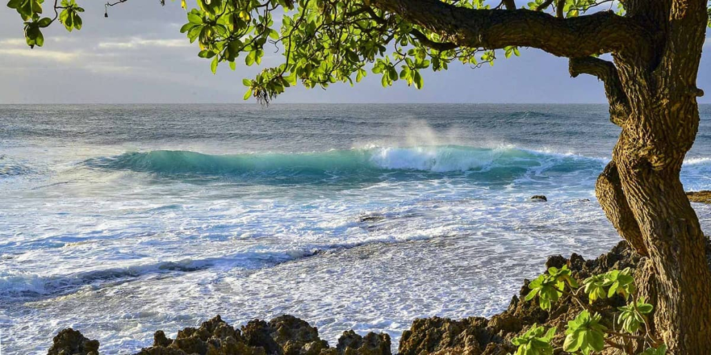 North Shore Oahu Surf Cove And Tree Shutterstock 