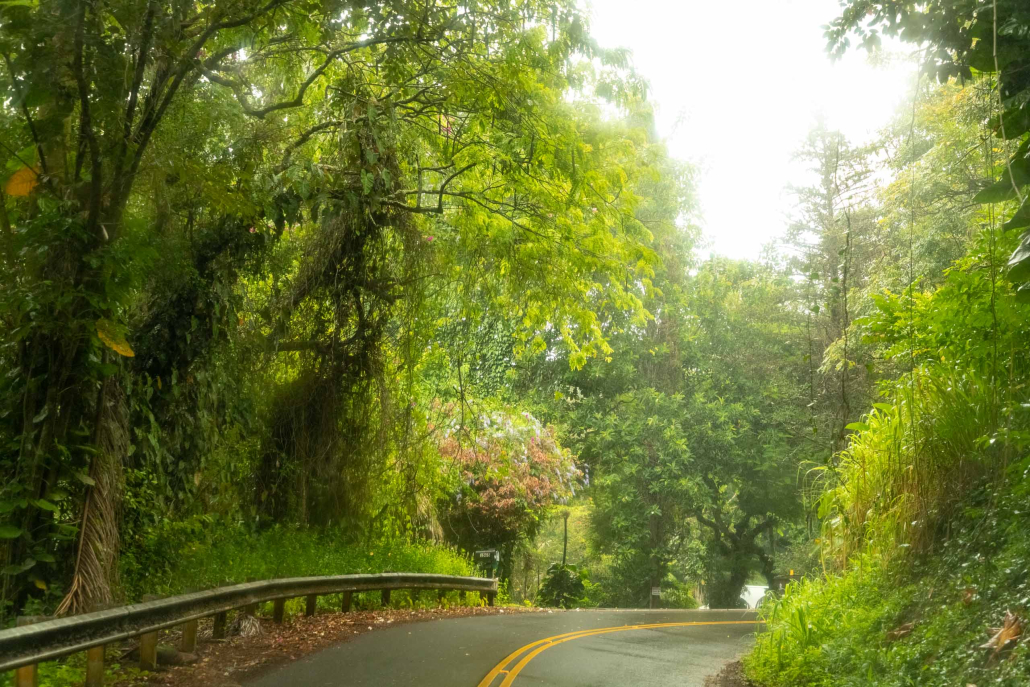 Road to Hana Jungle Turn Maui