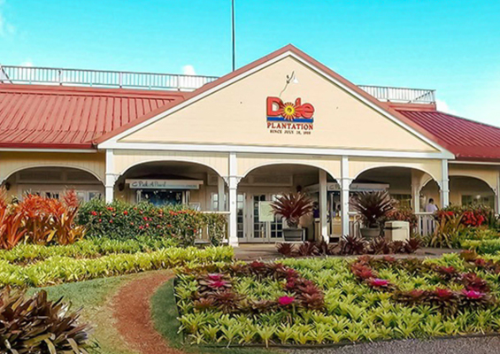 Dole Pineapple Plantation Enoa 