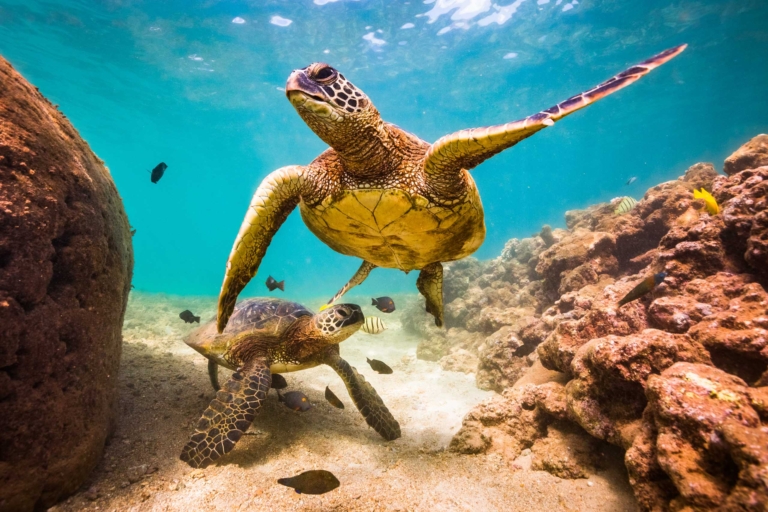 Swim With Hawaiian Turtles