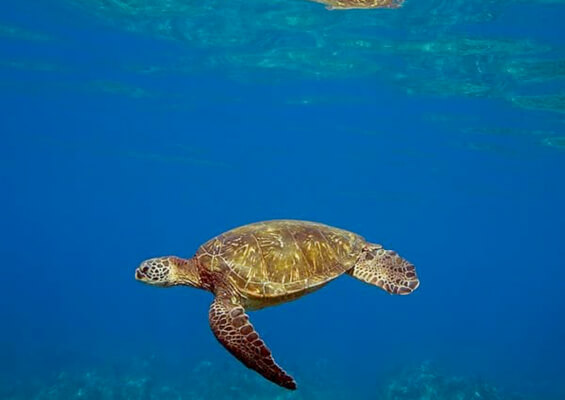 Hawaii Turtle Tours Oahu Turtle Snorkel Tour Beautiful Turtle  Mini