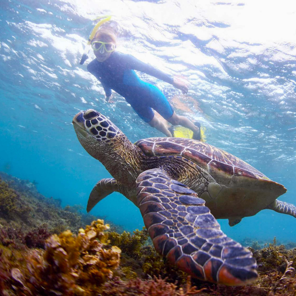 Hawaii Turtle Tours Oahu Turtle Snorkel Tour Diving With Turtle