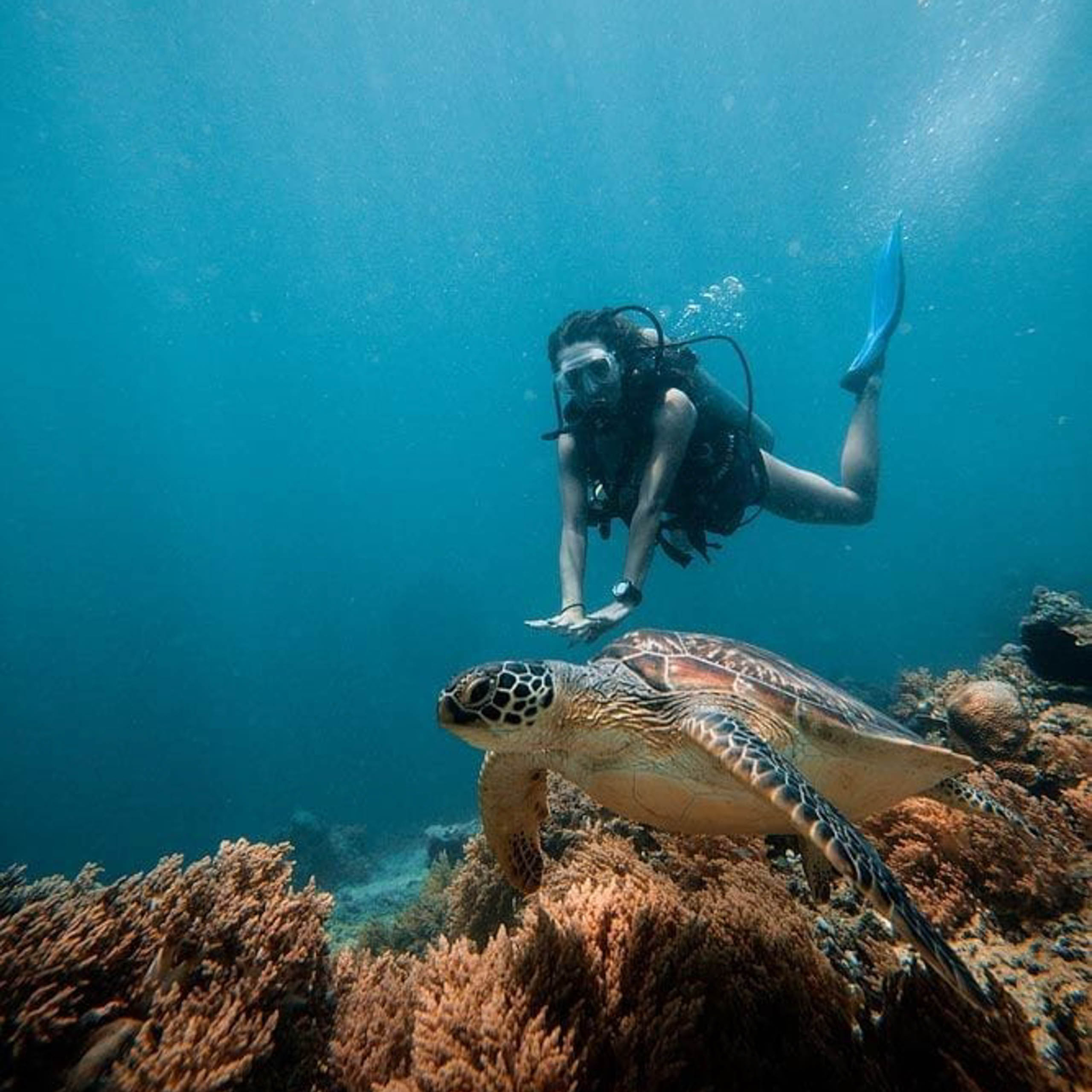 Oahu Turtle Snorkel Tour Best Oahu Snorkeling Beaches