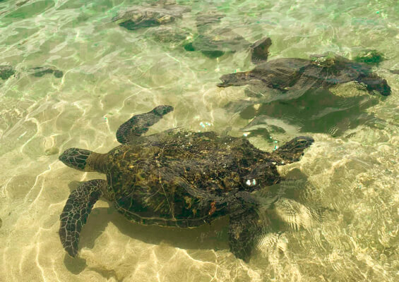 Hawaii Turtle Tours Oahu Turtle Snorkel Tour Turtles