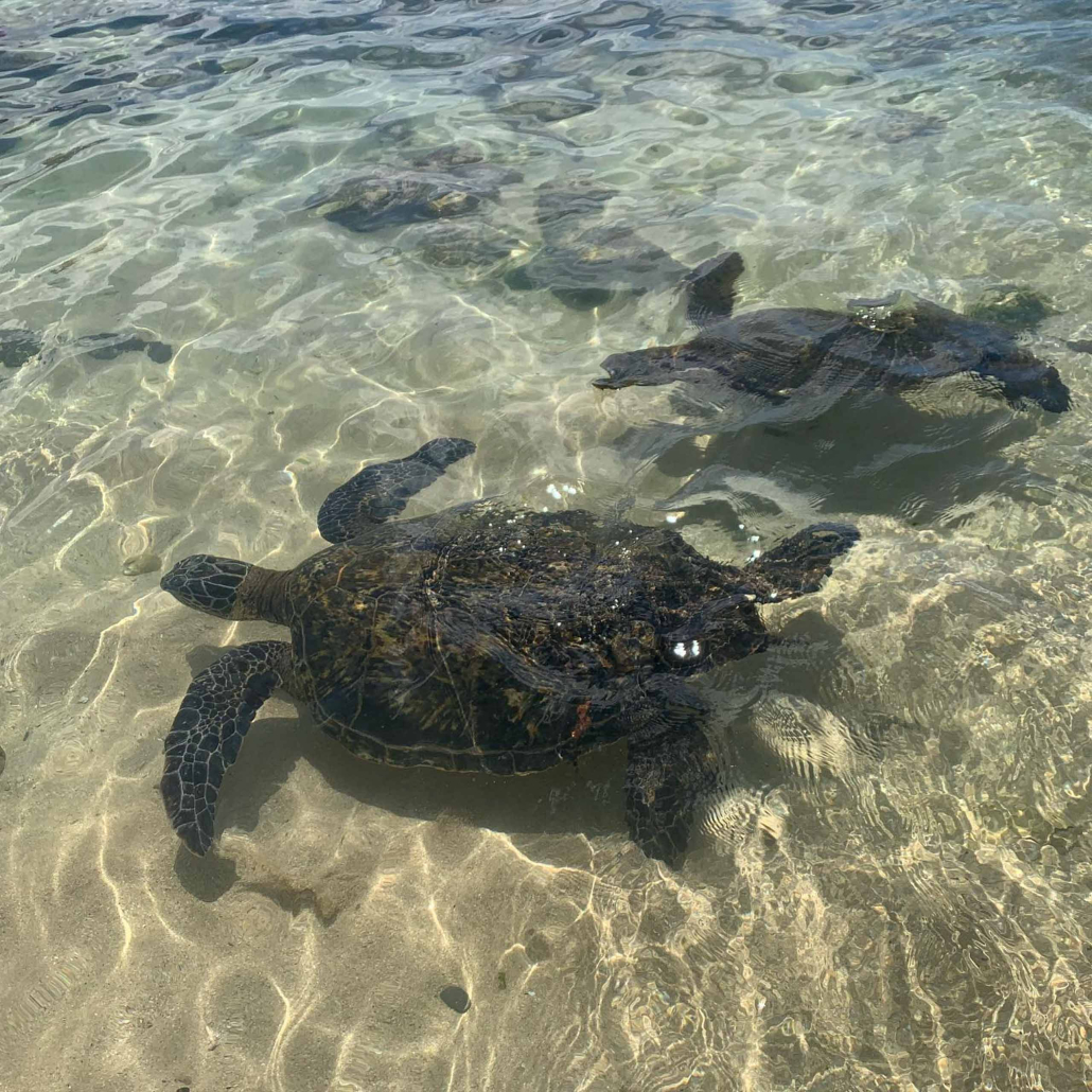 Hawaii Turtle Tours Oahu Turtle Snorkel Tour Turtles