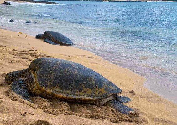 Hawaii Turtle Tours Oahu Turtle Snorkel Tour Two Big Turtle  Mini