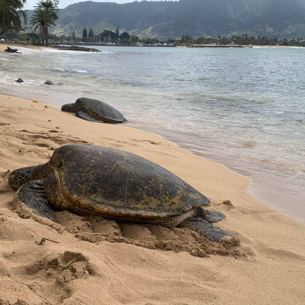 Hawaii Turtle Tours Oahu Turtle Snorkel Tour Two Big Turtle