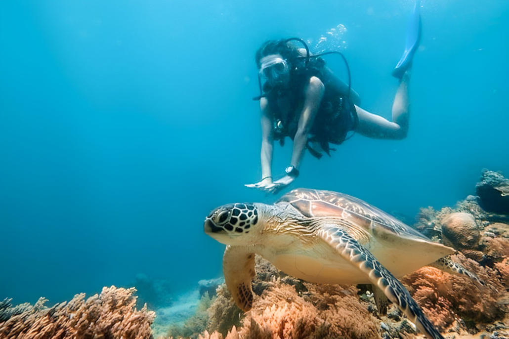 Hawaiiturtletours Oahu Turtle Snorkel Tour Header