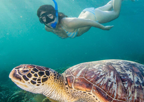 Hawaiiturtletours Oahu Turtle Snorkel Tour Snorlel With Turtle