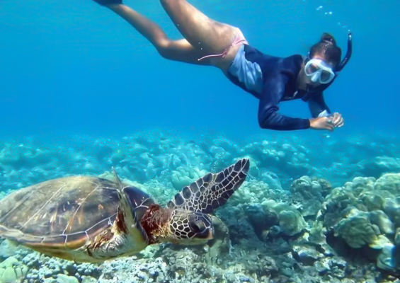 Hawaiiturtletours Oahu Turtle Snorkel Tour Swim With Hawaiian Turtle