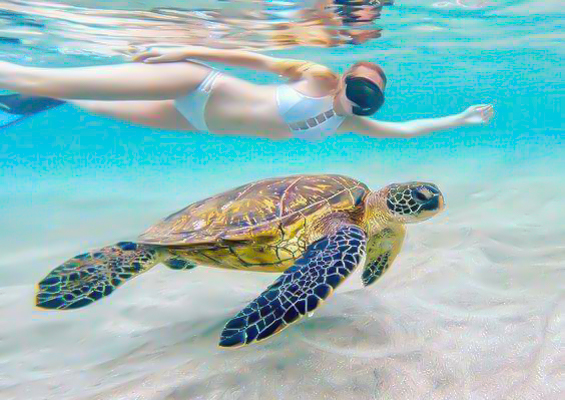 Hawaiiturtletours Oahu Turtle Snorkel Tour Swimming With Turtle