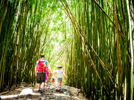 Hike Through The Bamboo Forest In Maui Hawaii