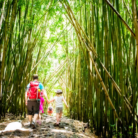 Hike Through The Bamboo Forest In Maui Hawaii