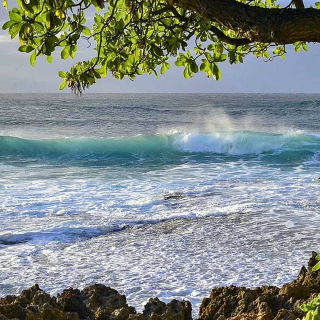 North Shore Oahu Surf Cove And Tree
