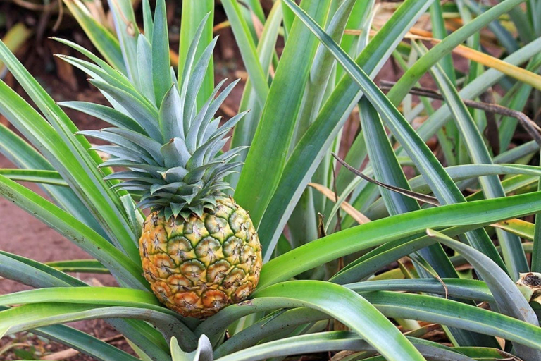 Oahu Dole Plantation