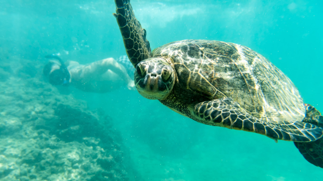 Having Fun While Snorkel