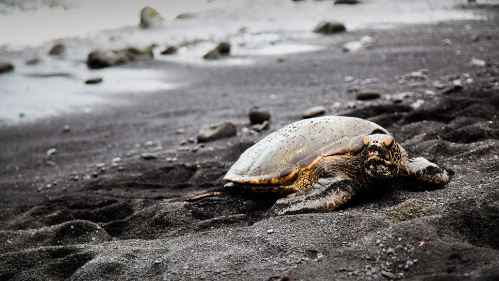 Punaluu Beach Turtle Kailani Tours Hawaii