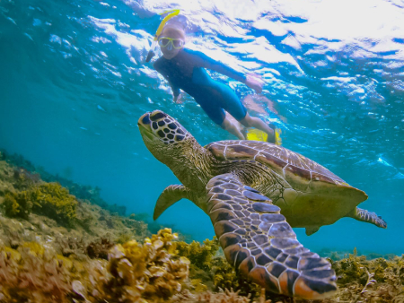 Share The Water With Green Sea Turtles