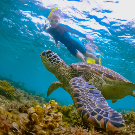 Share The Water With Green Sea Turtles