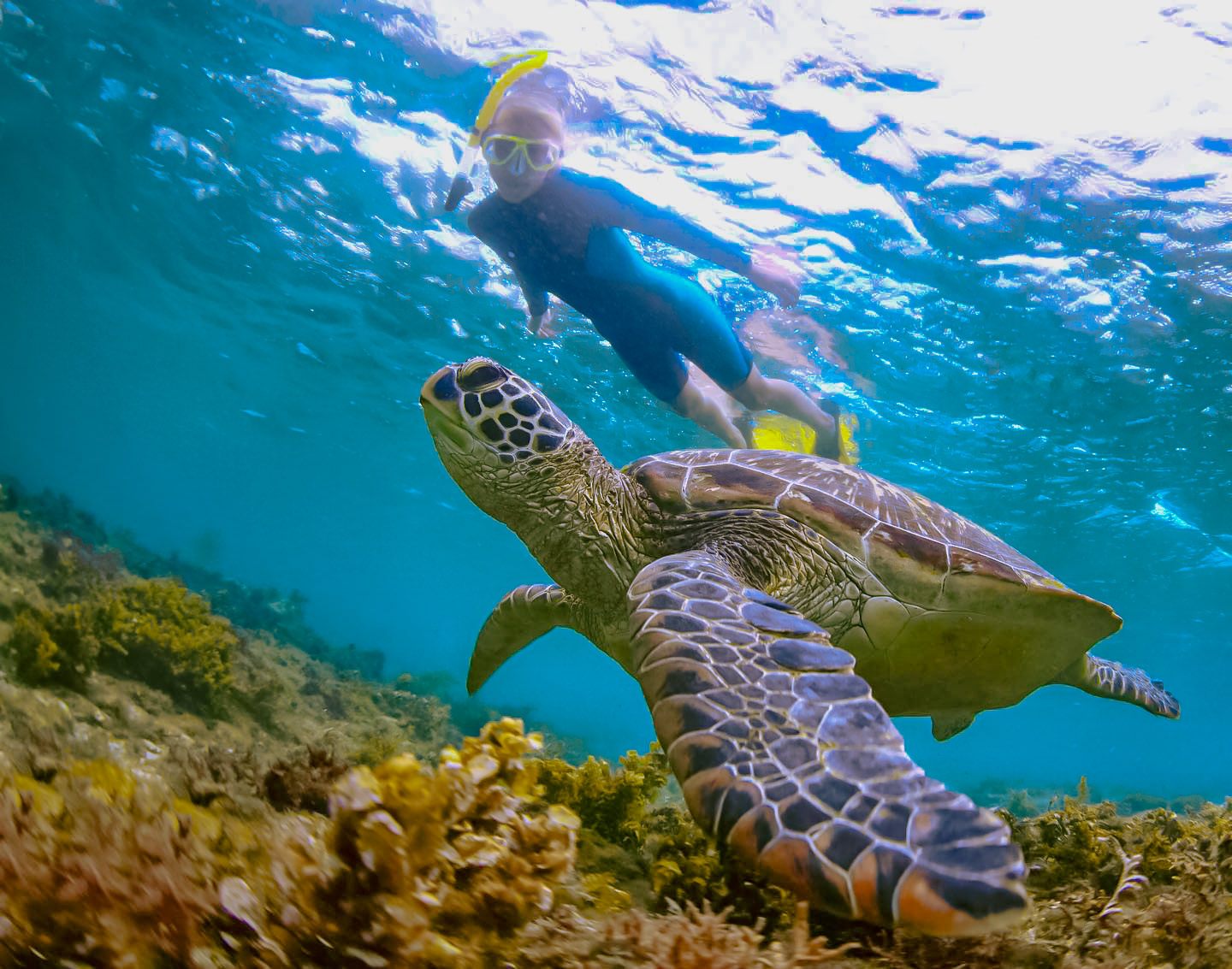 hawaii turtle tours