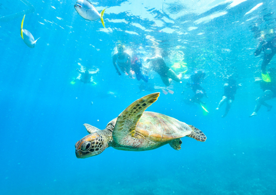 Snorkel With Turtle