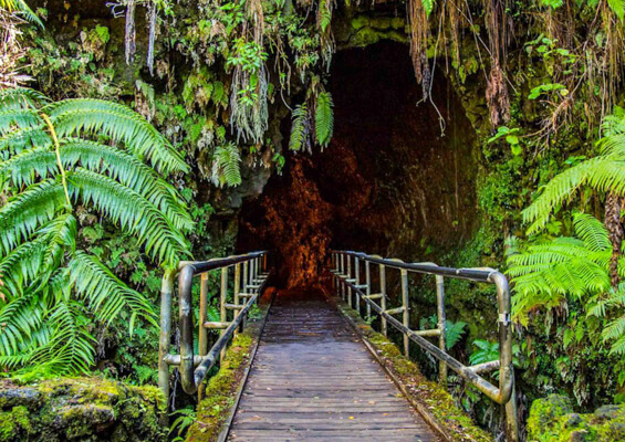 Thurston Lava Tube Wasabi Tours Hawaii   Mini