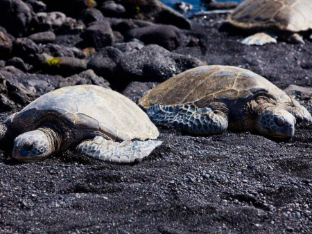 Wasabi Tours Hawaii Big Island Sightseeing Tour