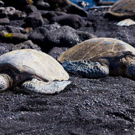 Wasabi Tours Hawaii Big Island Sightseeing Tour