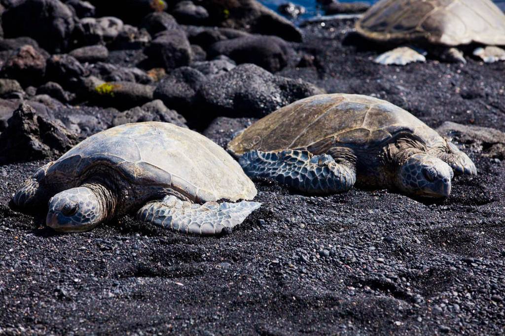 Wasabi Tours Hawaii Big Island Sightseeing Tour