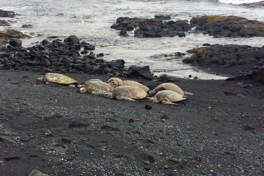 Wasabitourshawaii Big Island Sightseeing Tour Black Sand Turtle