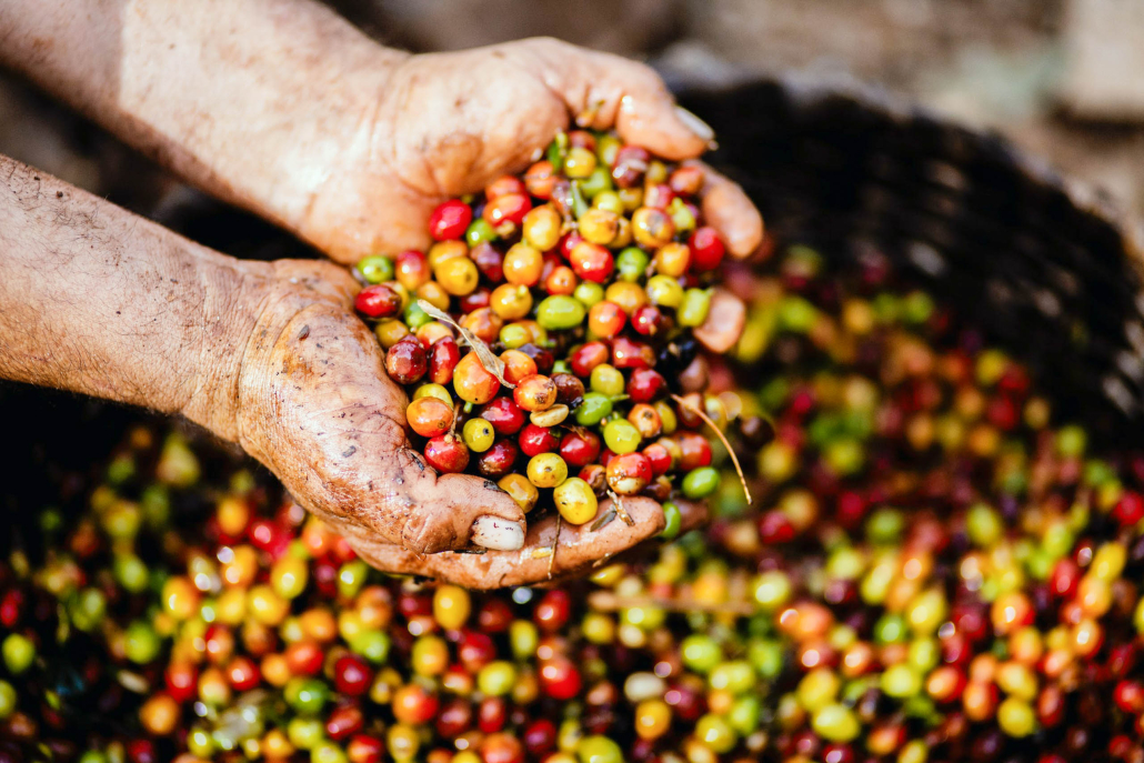 Wasabitourshawaii Big Island Sightseeing Tour Kona Coffee