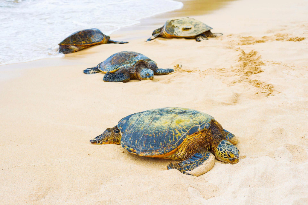 Beautiful Turtles On Beach North Shore Oahu Shutterstock  