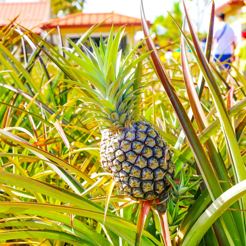 Dole Plantation Best Attractions In Oahu 
