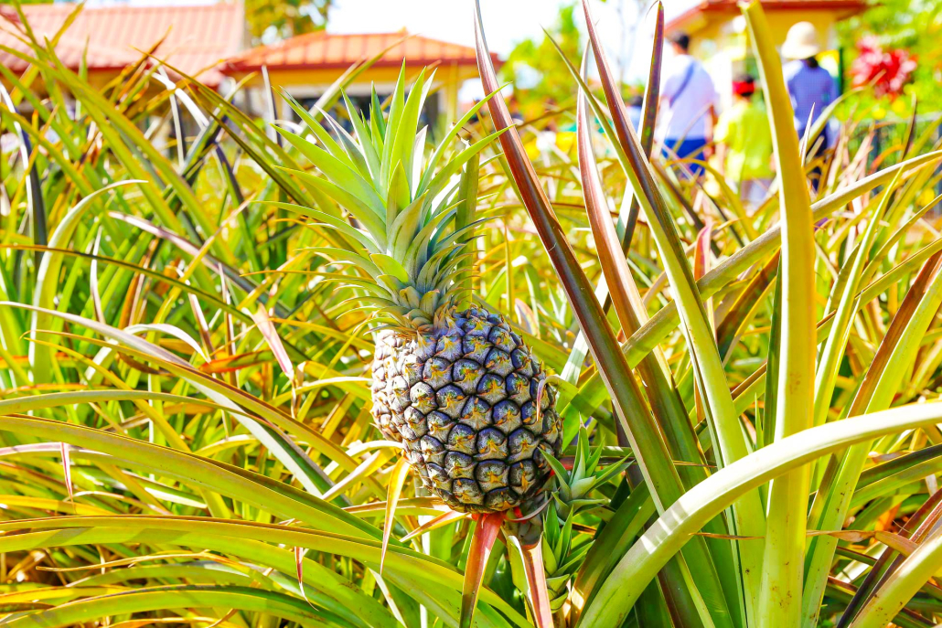 Dole Plantation Best Attractions In Oahu