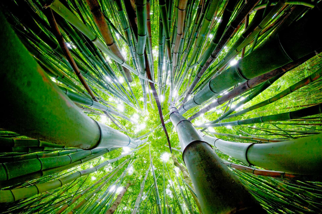 Holo Holo Maui Tours Bamboo Forest Trek