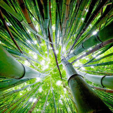 Holo Holo Maui Tours Bamboo Forest Trek