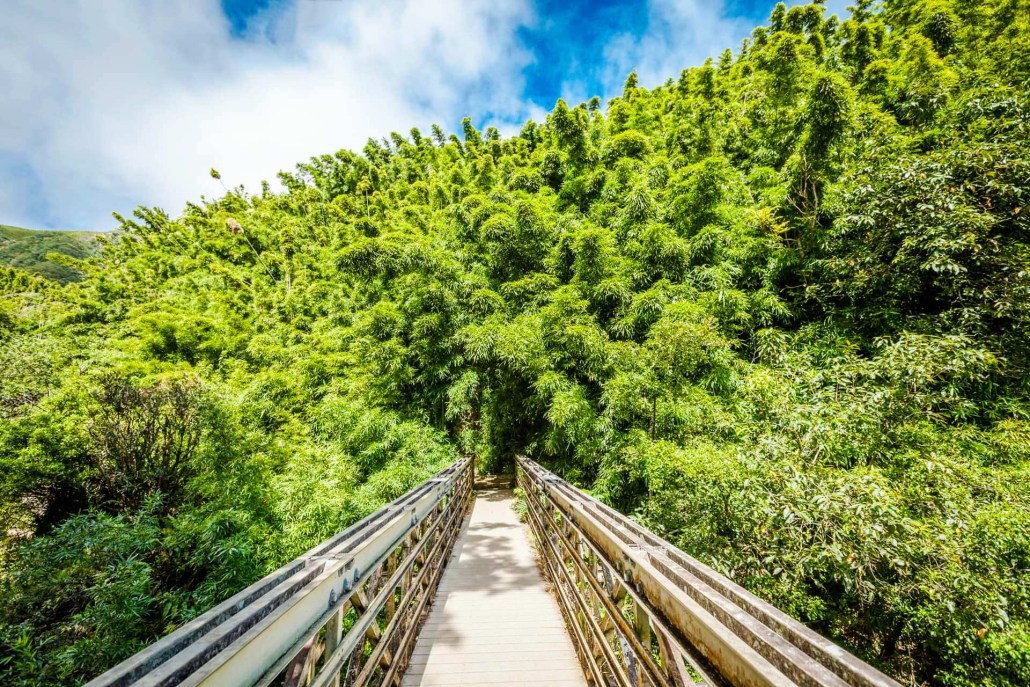 Holo Holo Maui Tours Bamboo Forest Trek Forest