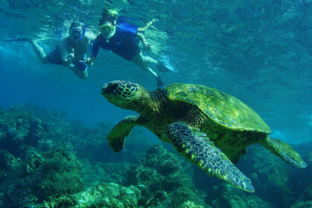 Alohahawaiitours Oahu Sightseeing Snorkel Tour Couple Swim With Turtle