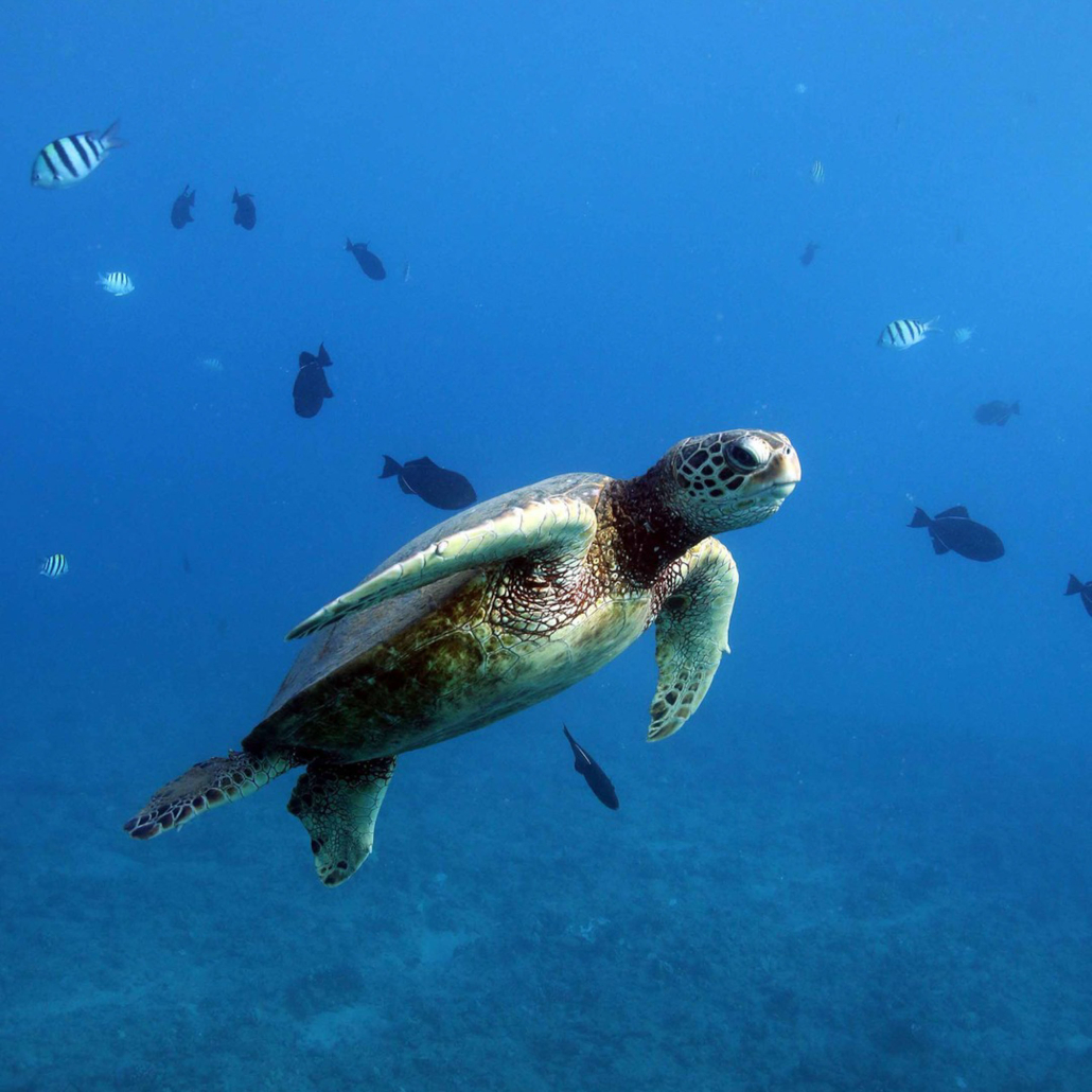 Alohahawaiitours Oahu Sightseeing Snorkel Tour Turtle