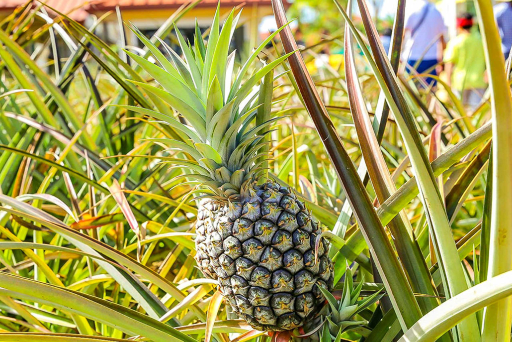 Pineapple Dole Plantation