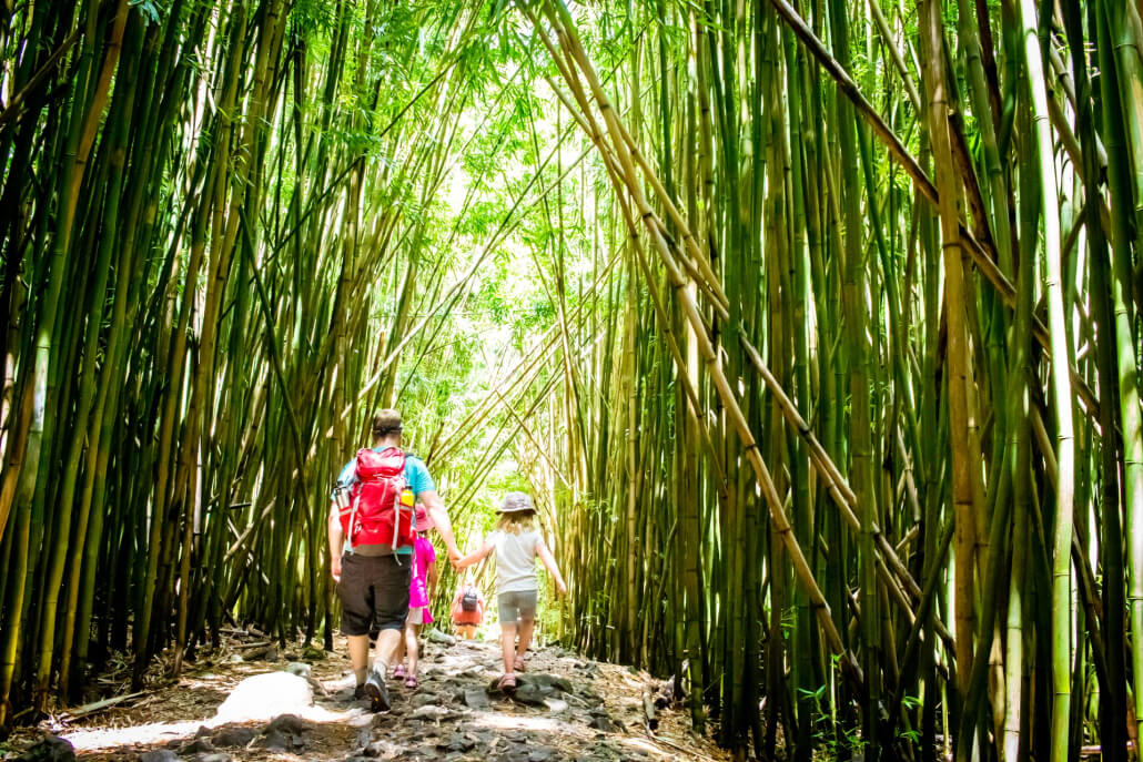 Hike Through The Bamboo Forest In Maui Hawaii X 